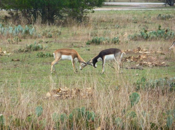 בנדרה Flying L Ranch Resort & Golf Course מראה חיצוני תמונה